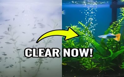 How to Do a Fish Tank Water Change: The Full Step-by-Step