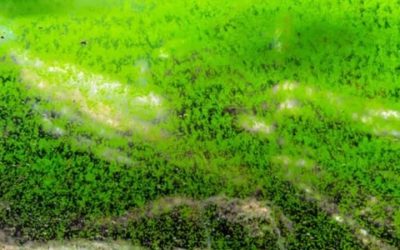How to Clear Green Aquarium Water: Three Methods Compared