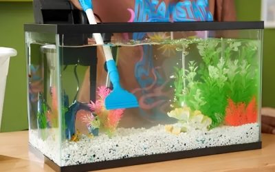 How to Clean a Fish Tank Without Removing Fish: The Method