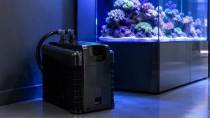 Chiller vs Cooling Fan for a Reef Tank: Best Proven Guide