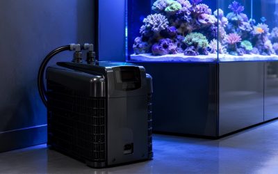 Chiller vs Cooling Fan for a Reef Tank: Best Proven Guide