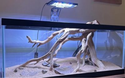 Clip On vs Full Hood Aquarium Light: Best Compared Choice