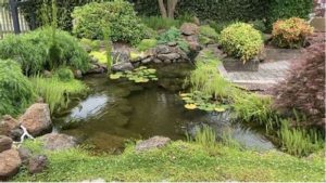 Common Mistakes When Buying a Pond Filter System: Key Guide