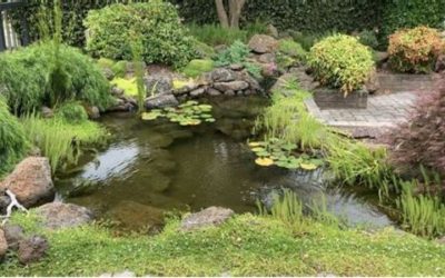 Common Mistakes When Buying a Pond Filter System: Key Guide