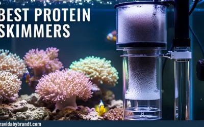 Common Mistakes When Buying a Protein Skimmer: Best Compared