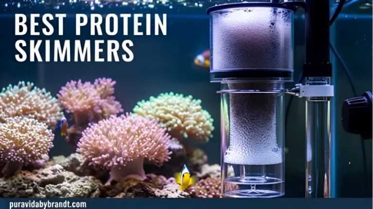common mistakes when buying a protein skimmer