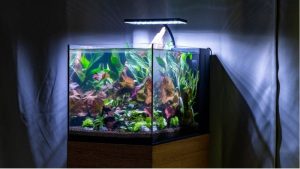 Common Mistakes When Buying a Rimless Aquarium: Top Compared