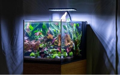 Common Mistakes When Buying a Rimless Aquarium: Top-Rated