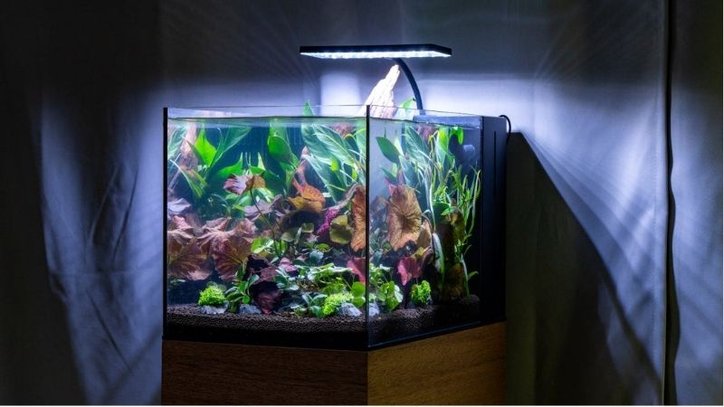 common mistakes when buying a rimless aquarium