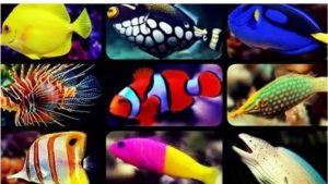 Common Mistakes When Buying an All in One Saltwater Tank