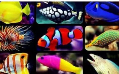 Common Mistakes When Buying an All in One Saltwater Tank
