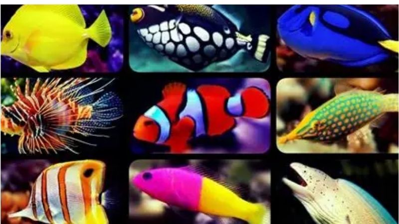 common mistakes when buying an all in one saltwater tank