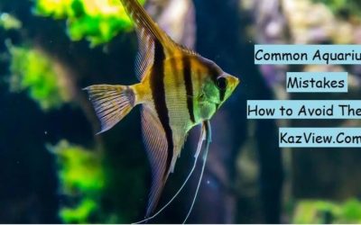 Common Mistakes When Buying an Aquarium Rack: Top Smart Tips