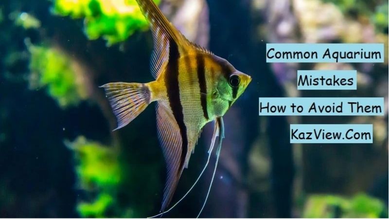 common mistakes when buying an aquarium rack