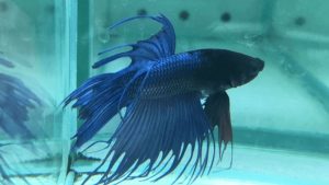 Common Mistakes When Buying an Aquarium Sump: Expert Guide