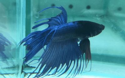 Common Mistakes When Buying an Aquarium Sump: Expert Guide