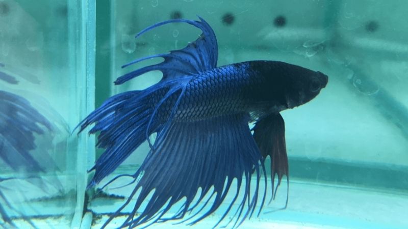 common mistakes when buying an aquarium sump