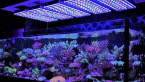 Common Mistakes When Buying Reef LED Light: Top Compared Guide