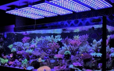 Common Mistakes When Buying Reef LED Light: Top Compared Guide