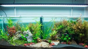 Aquarium Light Too Bright for Fish: Signs and How to Fix