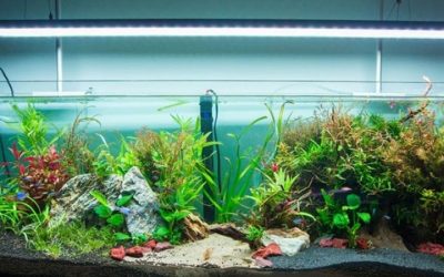 Aquarium Light Too Bright for Fish: Signs and How to Fix