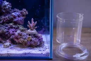 How to Acclimate Live Corals to Your Reef Tank