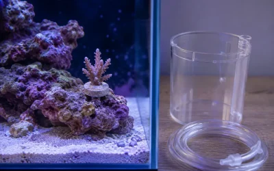 How to Acclimate Live Corals to Your Reef Tank