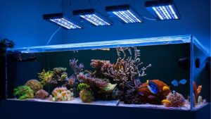 Best App Controlled Aquarium Light for Reef Tanks Guide