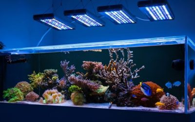 Best App Controlled Aquarium Light for Reef Tanks Guide