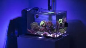 Coralife BioCube 32 vs Fluval EVO 13.5: Best Smart Pick