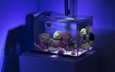 Coralife BioCube 32 vs Fluval EVO 13.5: Best Smart Pick