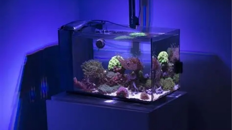 coralife biocube 32 vs fluval evo 13.5