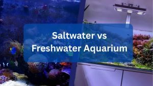 Freshwater vs Saltwater Aquarium: Which Should You Start?
