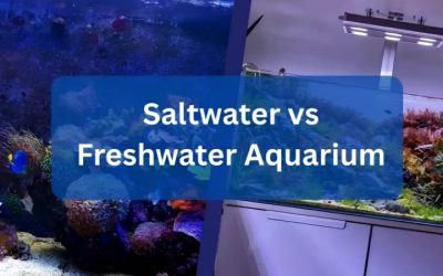 Freshwater vs Saltwater Aquarium: Which Should You Start?