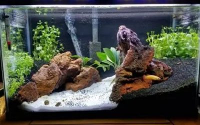 Best 5 Gallon Aquarium Kit: Options Compared by Numbers