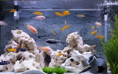 How Many Cichlids in a 55 Gallon Tank: A Stocking Chart