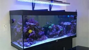 Best LED Light for Freshwater Aquarium: How to Choose One