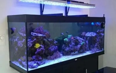 Best LED Light for Freshwater Aquarium: How to Choose One