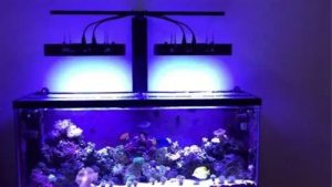 Best Reef Light for a 120 Gallon Tank: How to Choose It