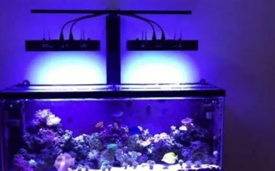 Best Reef Light for a 120 Gallon Tank: How to Choose It