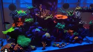 Reef Tank Lighting Schedule: Hours, Ramps and Acclimation