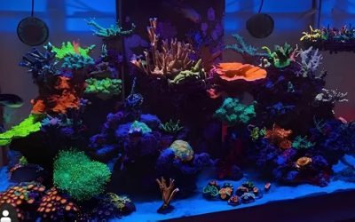 Reef Tank Lighting Schedule: Hours, Ramps and Acclimation