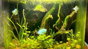 Aquarium Algae Types: How to Identify Each One Correctly
