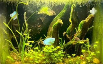 Aquarium Algae Types: How to Identify Each One Correctly