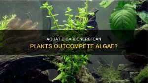 How to Prevent Aquarium Algae: The Routine That Holds Up