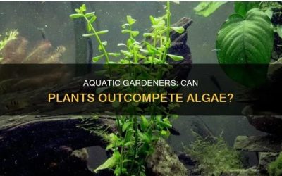How to Prevent Aquarium Algae: The Routine That Holds Up