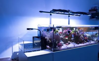 Best LED Light for a Frag Tank: Coverage and Sizing Guide