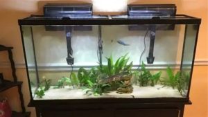 Fish Tank Setup Step by Step: How the First Eight Weeks Go