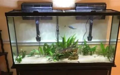 Fish Tank Setup Step by Step: How the First Eight Weeks Go