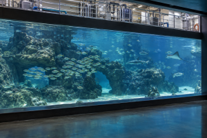 How Are Giant Aquarium Tanks Emptied and Cleaned?